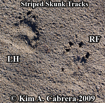 Striped skunk tracks in firm sand