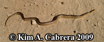 gopher
                snake. Photo copyright by Kim A. Cabrera 2009.