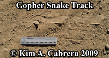 gopher
                snake track. Photo copyright by Kim A. Cabrera 2009.