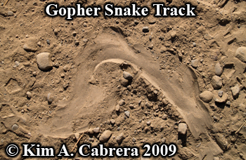 gopher snake track. photo copyright by Kim A.
                  Cabrera 2009