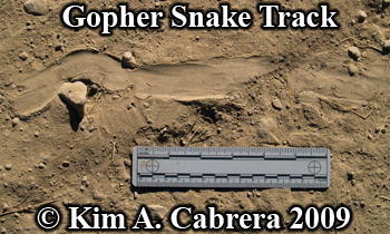gopher snake
                track. Photo copyright by Kim A. Cabrera 2009.
