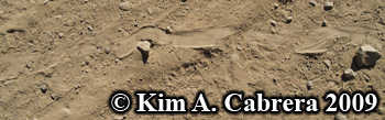 gopher snake
                track. Photo copyright by Kim A. Cabrera 2009.