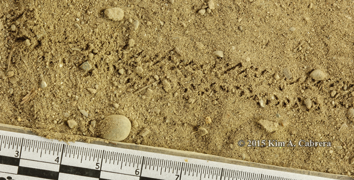 sowbug tracks