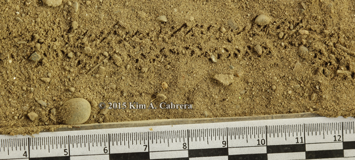 sowbug tracks