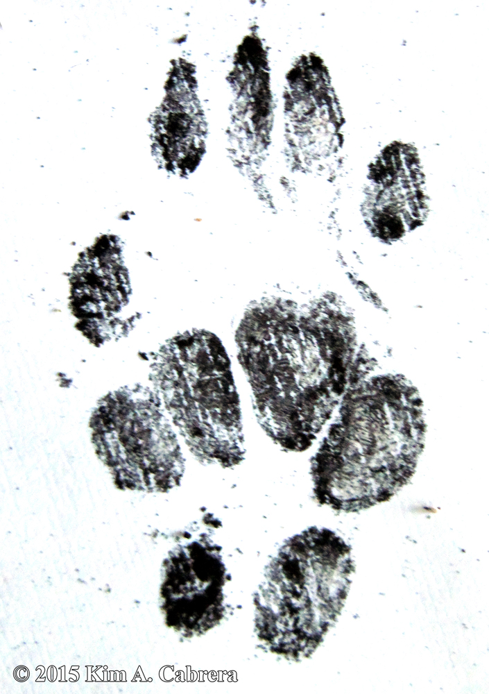 spotted skunk tracks from soot plates