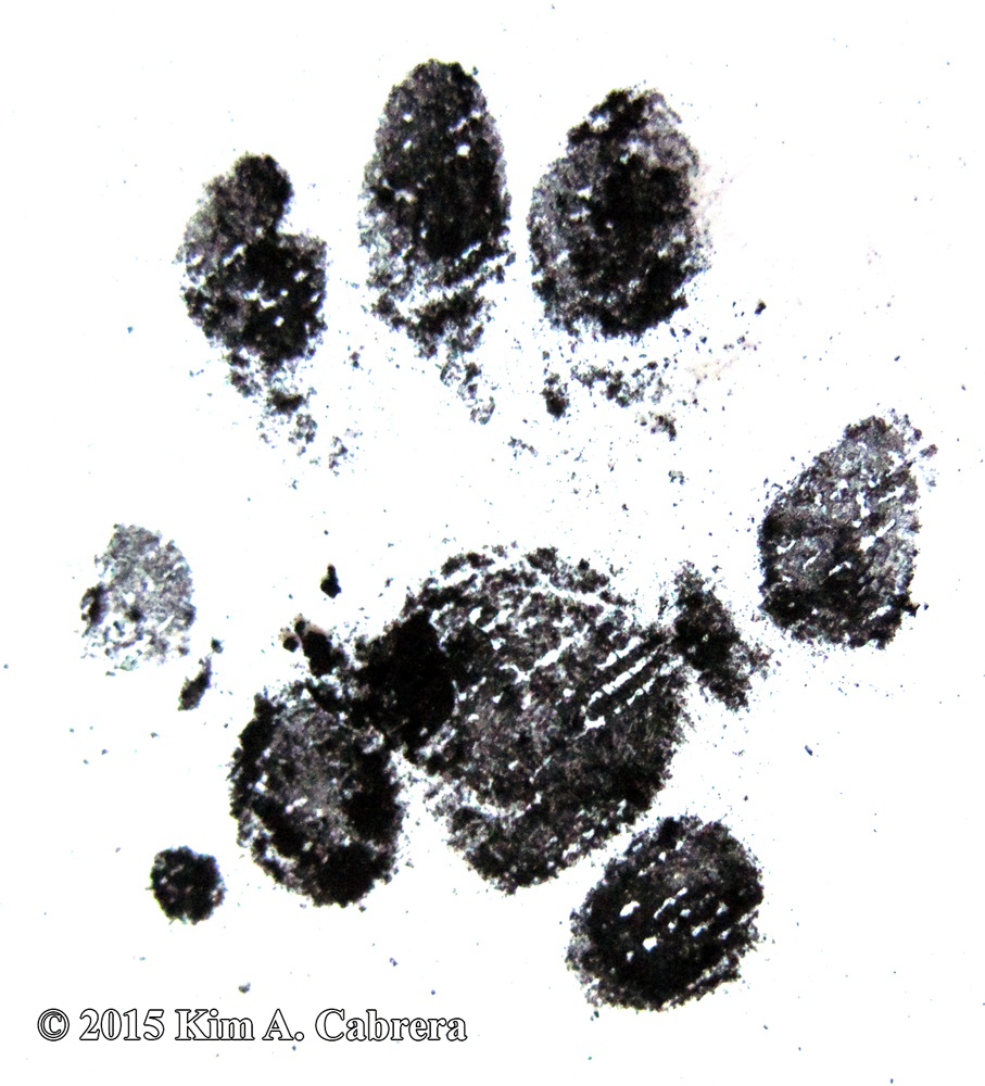 spotted skunk tracks from soot plates