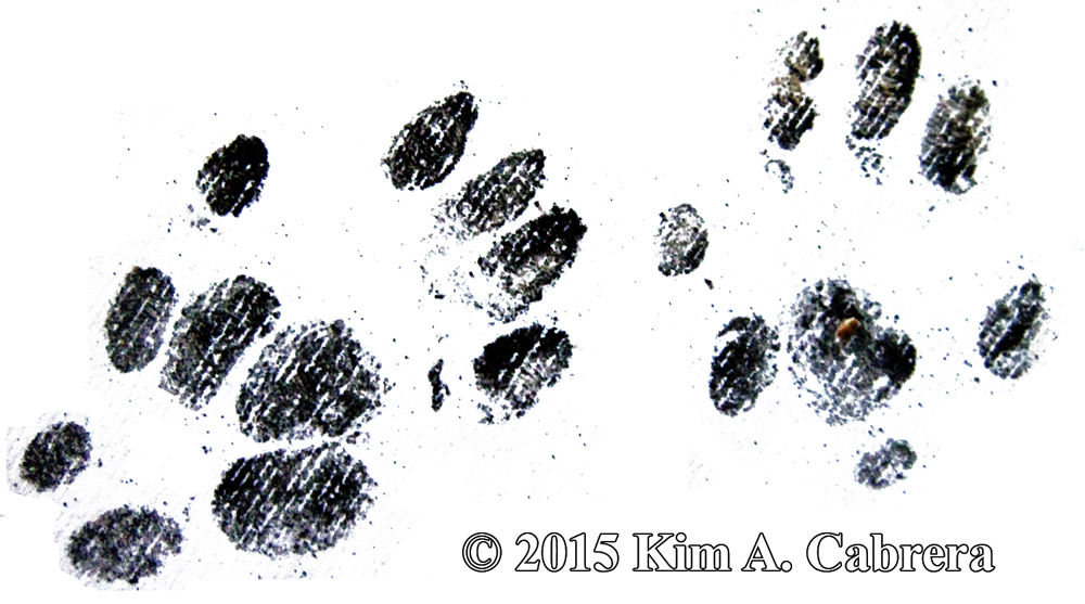 spotted skunk tracks from soot plates