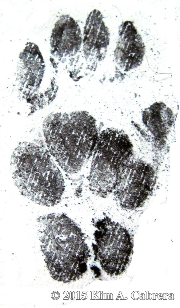 spotted skunk tracks from soot plates