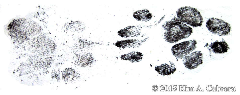 spotted skunk tracks from soot plates