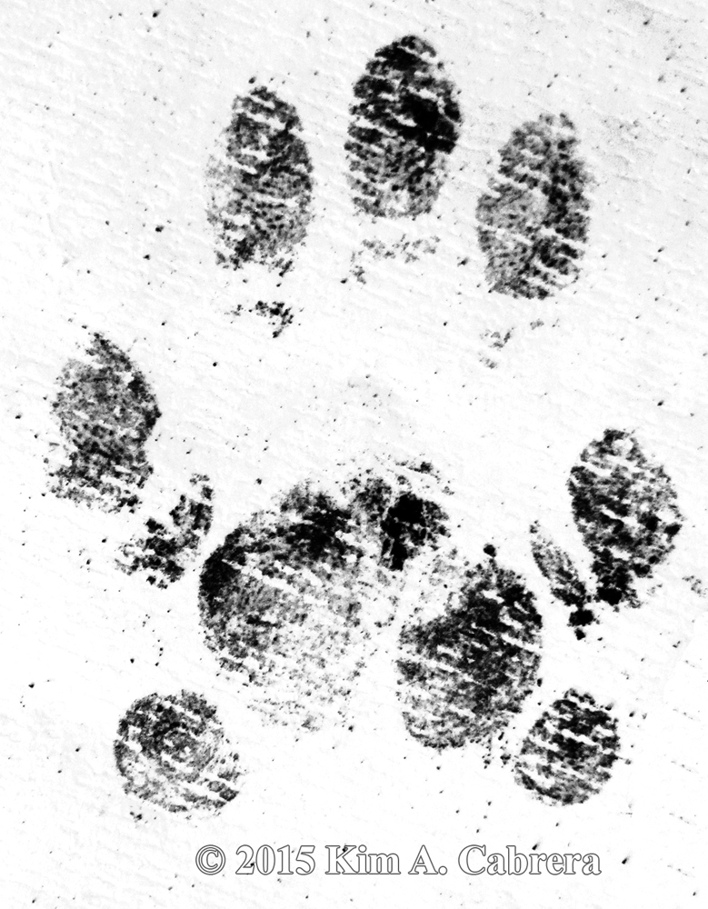 spotted skunk tracks from soot plates