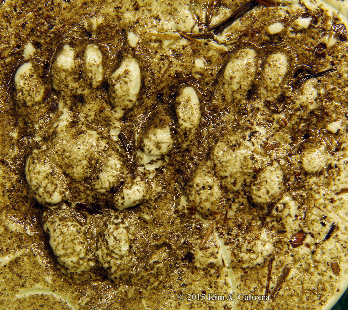 western spotted skunk track cast