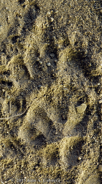 western spotted skunk track
