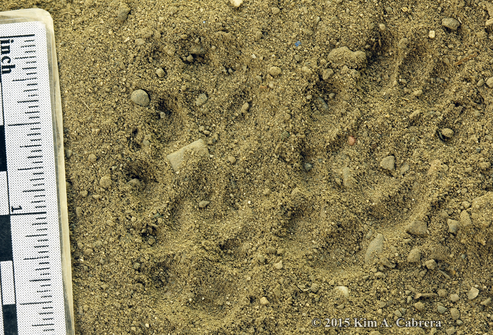 Spotted skunk trail in dust