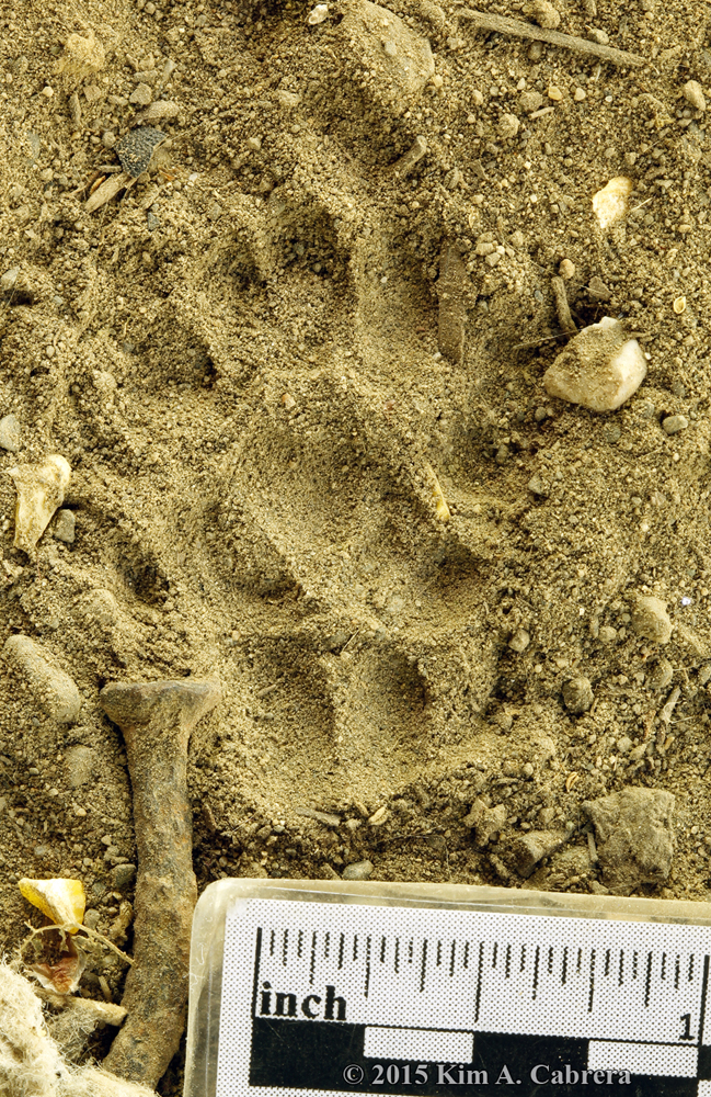 Spotted skunk trail in dust