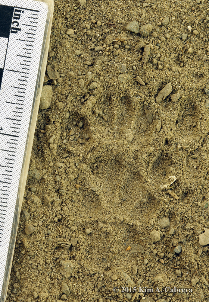 Spotted skunk trail in dust