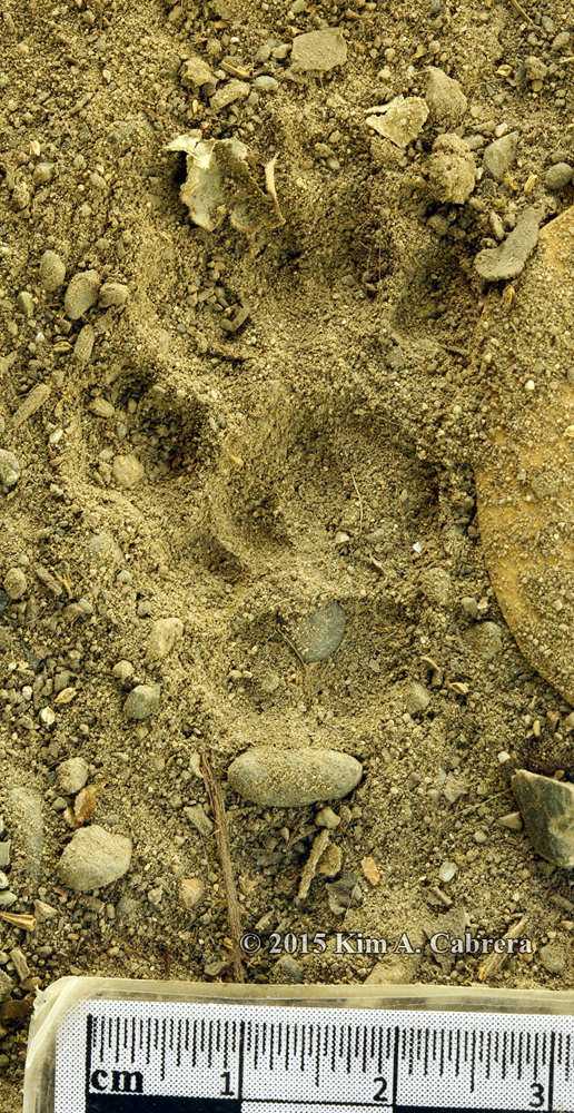 Spotted skunk trail in dust