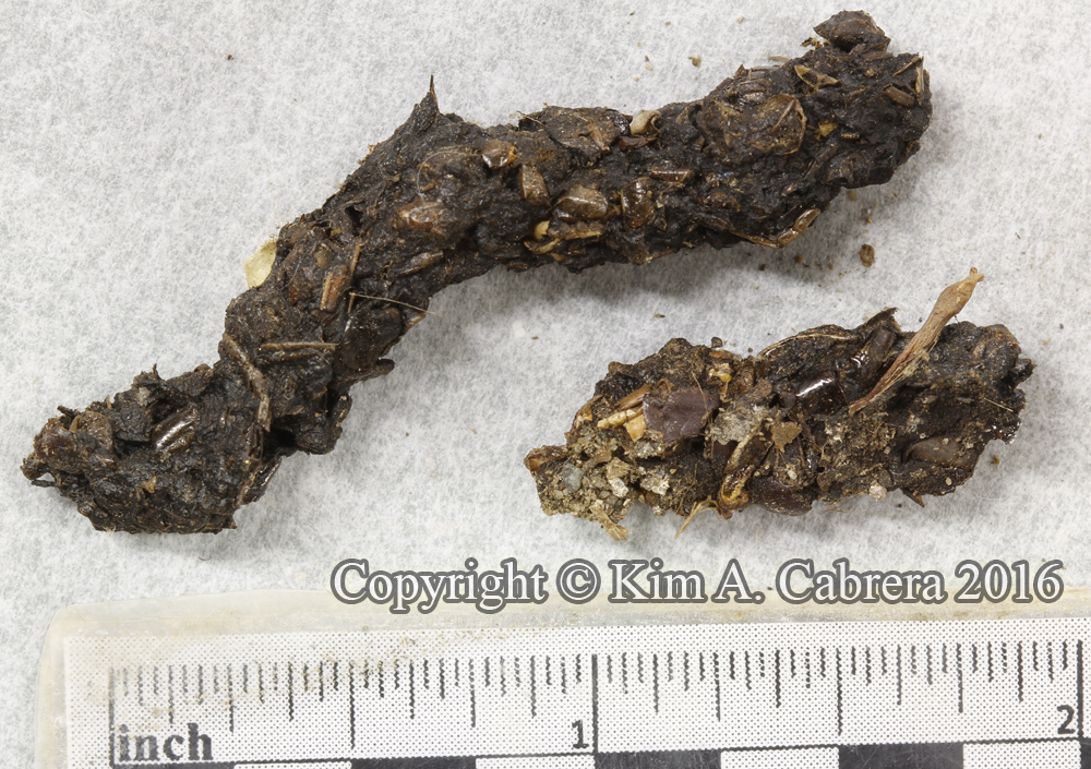 western spotted skunk scat