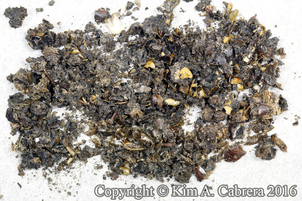 western spotted skunk scat