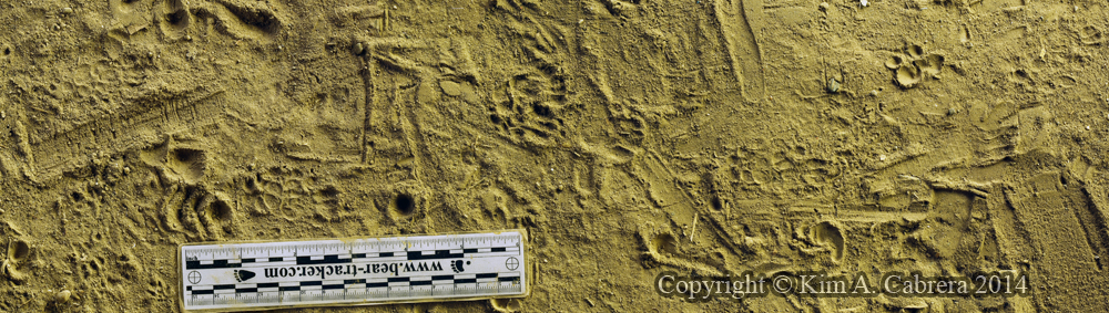 spotted skunk tracks from soot plates