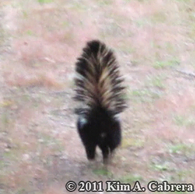striped skunk retreating from the photographer
