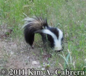 striped skunk foraging for food