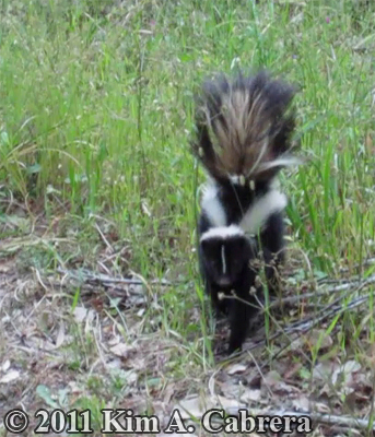 striped skunk looking at me