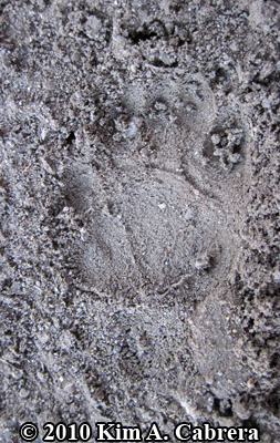 striped skunk in dust