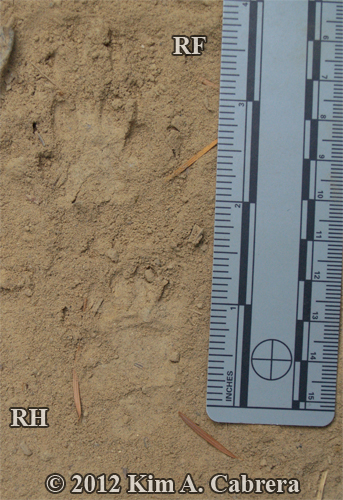 striped skunk tracks in dust