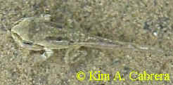 Tadfrog with
                  almost disappeared tail.