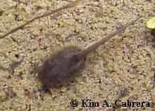 Tadpole
                  before growing large.