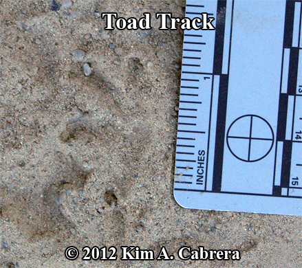 western toad
                  track