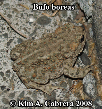 Western toad outside at night. Photo copyright
                    Kim A. Cabrera 2008.