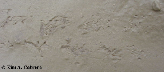 Pacific treefrog tracks
                    found at Hidden Springs beach, Humboldt Redwoods
                    State Park, California. Feb. 7, 2000.