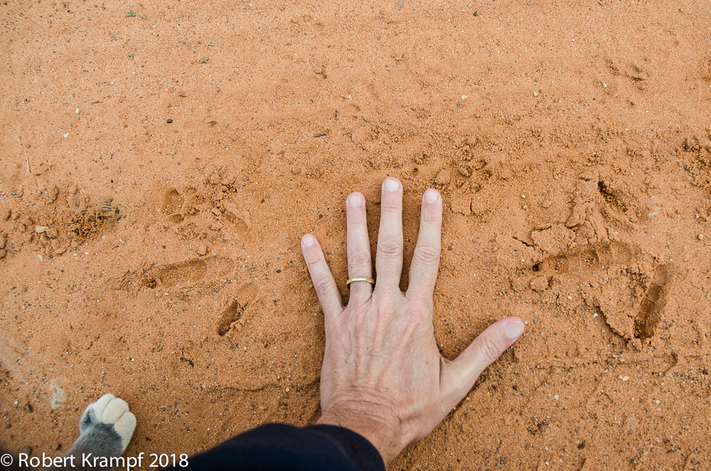 turkey
                  tracks from Utah