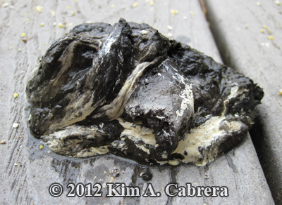 large
                  turkey scat