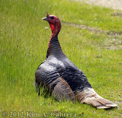 resting
                  turkey