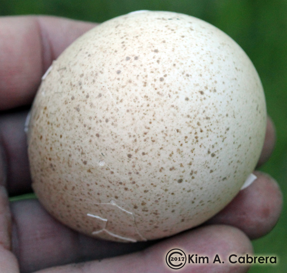 turkey egg