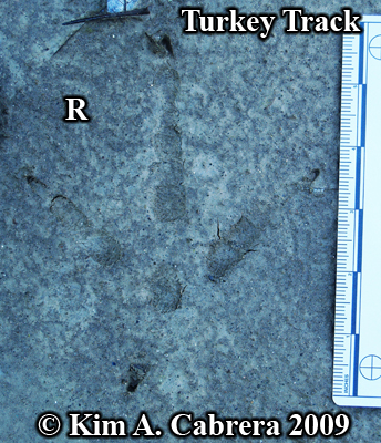 Wild
                    turkey track. Photo copyright Kim A. Cabrera 2009.