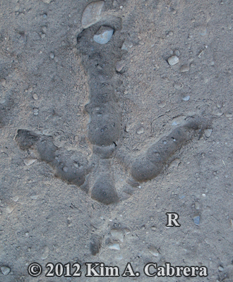 wild
                  turkey right track in dust