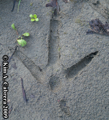Wild turkey track. Photo copyright Kim A.
                    Cabrera 2009.