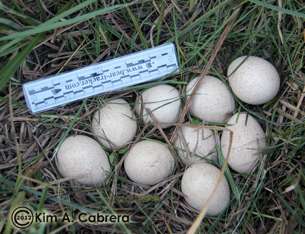 wild
                turkey nest