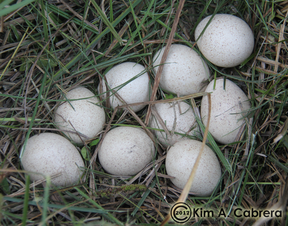 wild
                turkey nest