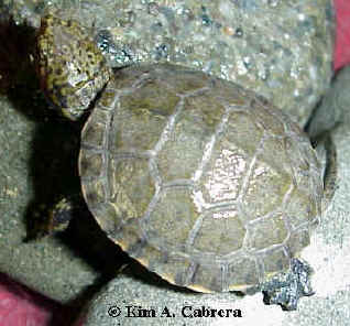 Baby pond turtle. Photo
                    copyright Kim A. Cabrera