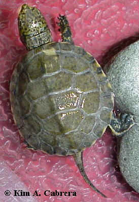 Baby turtle. Photo
                    copyright Kim A. Cabrera