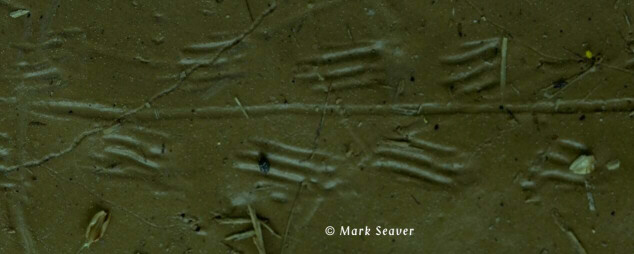 turtle tracks