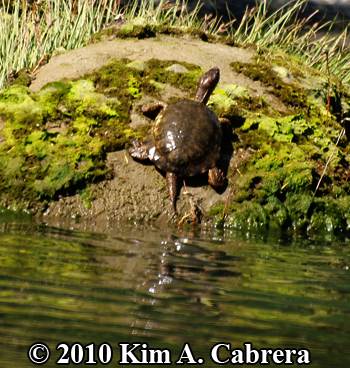 turtle
                      on rock close up. Photo copyright Kim A. Cabrera.