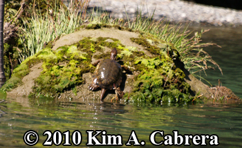 mossy
                    rock turtle. Photo copyright Kim A. Cabrera.