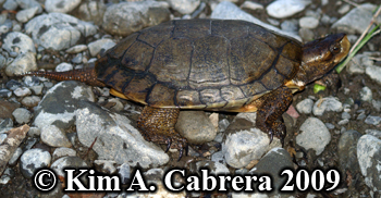 turtle
                    tail. Photo copyright Kim A. Cabrera.