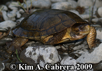 pond
                  turtle in the Eel river. Photo copyright Kim A.
                  Cabrera 2009.