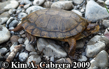 western
                  pond turtle. Photo copyright Kim A. Cabrera 2009